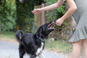 Plantation Dog Bite Lawyer